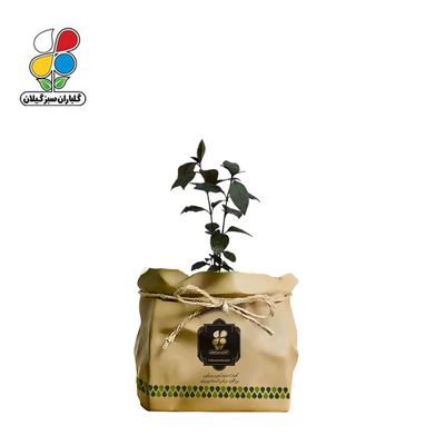 گیاه طبیعی برگ قهوه (پسودا) گلباران