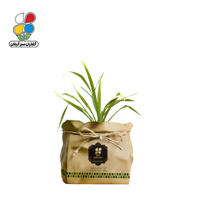 گیاه طبیعی گندمی گلباران سبز گیلان مدل GN13-GK