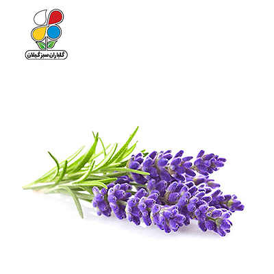 ( بسته 24 عددی ) بذر اسطوخودوس 