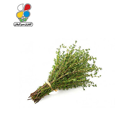 ( بسته 24 عددی ) بذر آویشن 