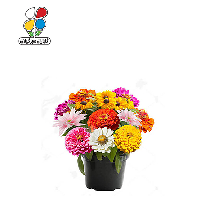 ( بسته 24 عددی ) بذر گل آهار بسته بندی بزرگ