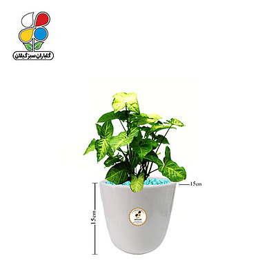 گیاه طبیعی سینگونیوم کوچک